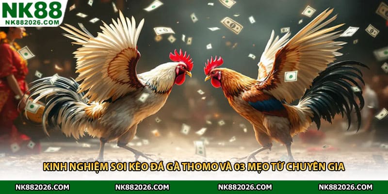 Kinh Nghiệm Soi Kèo Đá Gà Thomo Và 03 Mẹo Từ Chuyên Gia