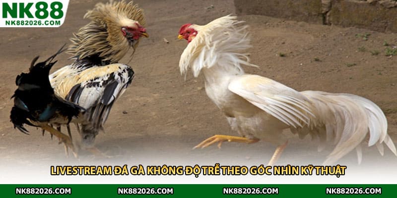 Livestream đá gà không độ trễ theo góc nhìn kỹ thuật