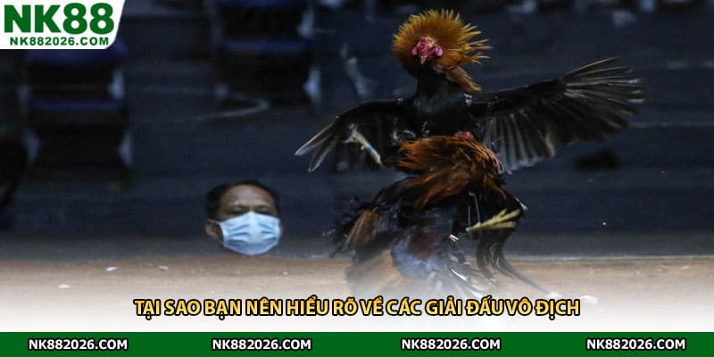 Tại sao bạn nên hiểu rõ về các giải đấu vô địch 